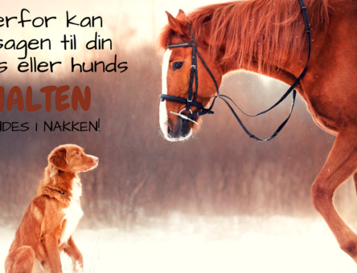 Derfor kan årsagen til din hests eller hunds halten findes i nakken!