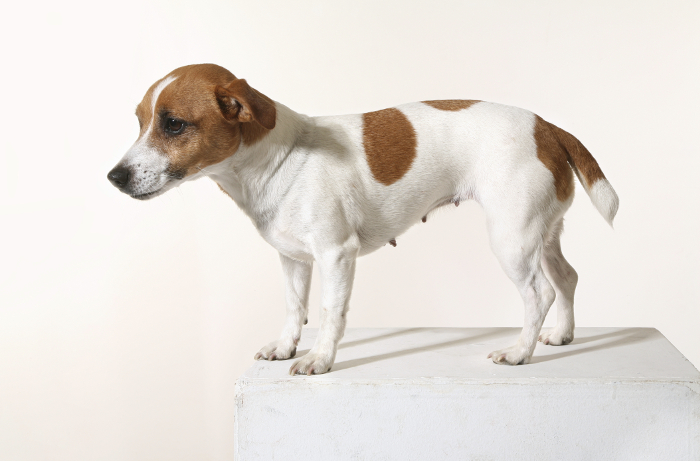 Her ses en hund med dårlig holdning. Ryggen er krum, halen og hovedet holdes nede. Dårlig holdning kan skyldes smerter i bevægeapparatet og kan afhjælpes med kiropraktik. Dårlig holdning. Hund med smerter.